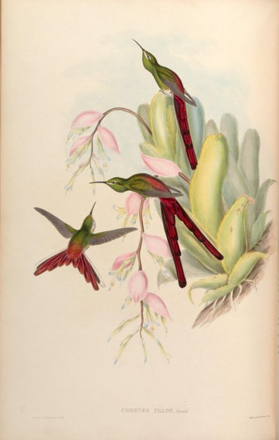 Cometes phaon = Sappho sparganura - John Gould